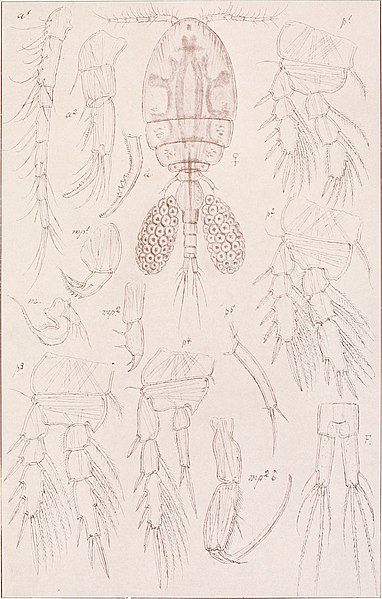 File:An account of the Crustacea of Norway, with short descriptions and figures of all the species (1913) (16584037629).jpg