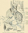 Thumbnail for File:Anatomy, descriptive and applied (1913) (18008255300).jpg