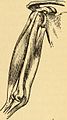 Anatomy, physiology and hygiene (1890) (14577957577).jpg