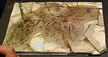 Fossil exhibited in Japan Anchiornis huxleyi (fossil).jpg