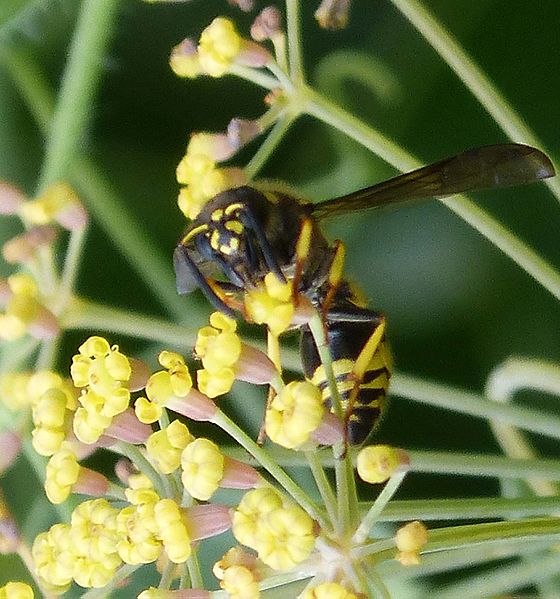 File:Ancistrocerus sp.. ( A. parietum , female^) - Flickr - gailhampshire (1).jpg