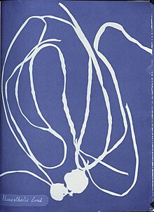 Anna Atkins Himanthalia lorea.jpg