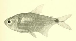 Astyanax ribeirae