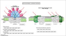 Antennae complex found in photosystems of both prokaryotes and eukaryotes Antennae Complex.png