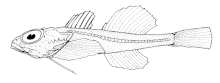 Antipodocottus megalops (umumiy nomi yo'q) .gif