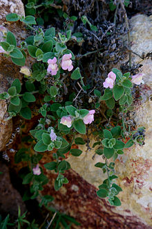 Antirrhinum hispanicum82.jpg