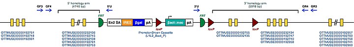 Appl1 tm1a(KOMP)Wtsi.jpg