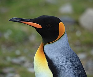 Tučňáci: Etymologie, Objevení tučňáků, Charakteristika