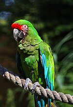 Ara militaris -London Zoo-8a.jpg