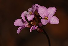 Waldo rockcress is an uncommon endemic member of the serpentine soils flora of the Serpentine Siskiyous. Arabis aculeolata 4640.JPG