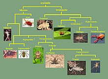 Arachnida (arbre photos) L.D..jpg