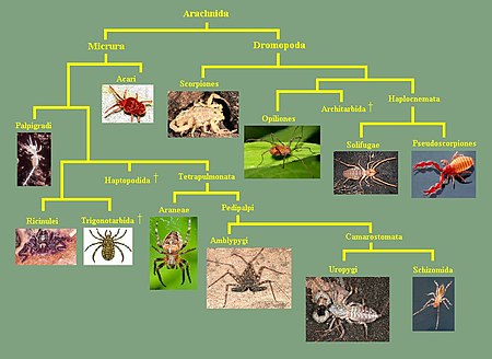 Phylogénie selon Giribet et al., (2002)