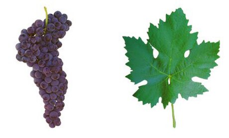 Tempranillo