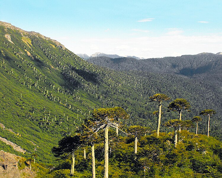 File:Araucaria araucana - Parque Nacional Conguillío por lautaroj - 002.jpg