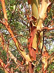 Arbutus andrachne -kuori (Ab plant 99).jpg