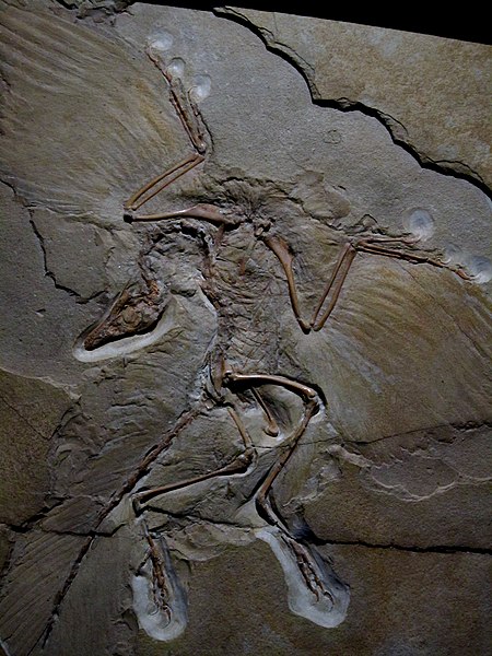 File:Archaeopteryx fossil -Museum fur Naturkunde, Berlin, Germany-8a.jpg