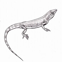 Life restoration ArchaeovenatorDB.jpg