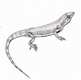 <i>Archaeovenator</i> Extinct genus of tetrapods