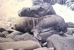 Gvadelupinis jūrų lokys (Arctocephalus townsendi)