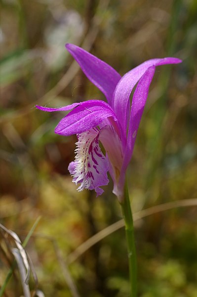 File:Arethusa bulbosa, Waterloo, Mich.jpg