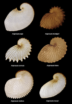 Vorschaubild für Argonauten (Koppfööt)