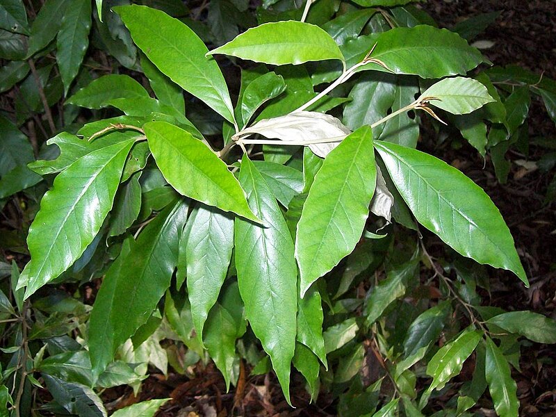 File:Argophyllum nullumense Coffs.jpg