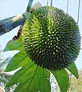 Artocarpus camansi 1.jpg 