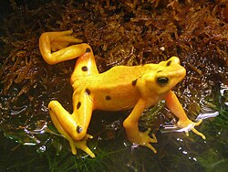 Atelopus zeteki (2).jpg