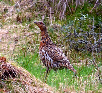 File:Auerhuhn Schweden P1130026.jpg