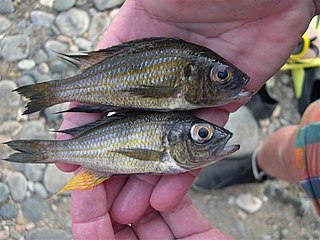 <i>Aulonocranus</i> Genus of fishes