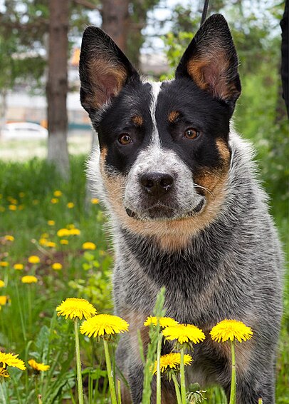 File:Australian cattle dog from Dingostar kennel.jpg