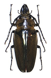 Trictenotomidae Family of beetles