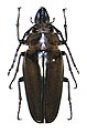 (Autocrates vitalisi) (Trictenotomidae)