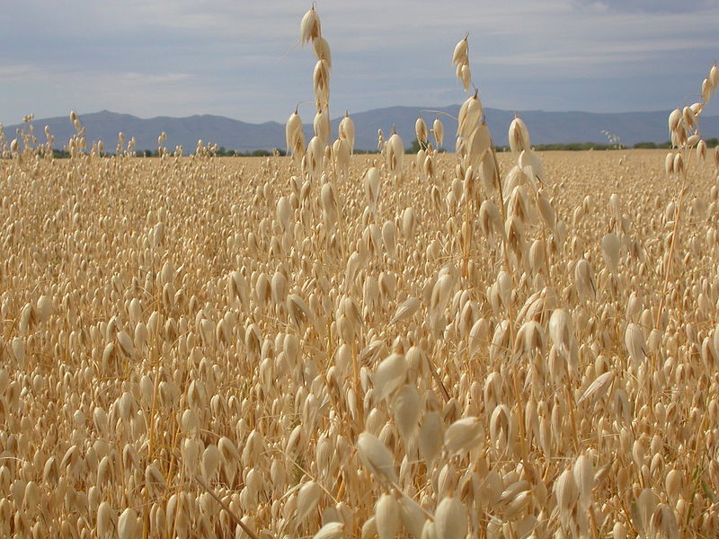 File:Avena sativa (3874515110).jpg