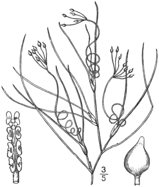 File:BB-0209 Ruppia maritima.png