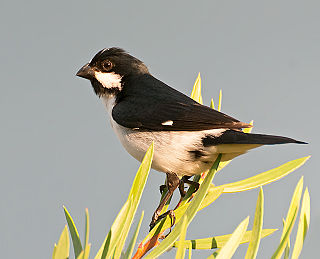 Lined seedeater Species of bird