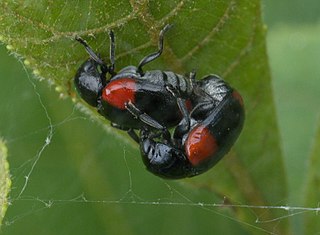 <i>Babia quadriguttata</i> species of insect