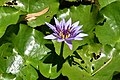 Français : Lotus bleu dans le jardin de Balata en Martinique.