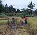 Уборка урожая риса на Бали
