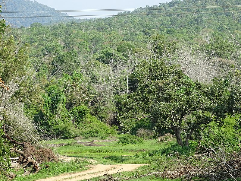 File:Bandipur Tiger Reserve, Karnataka DSC00730.JPG