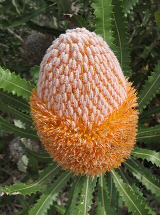 <i>Banksia burdettii</i> Species of shrub in the family Proteaceae native to Western Australia