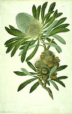 Vignette pour Taxonomie du genre Banksia