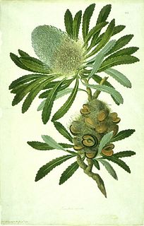 Taxonomy of <i>Banksia</i> Classification of the plant genus Banksia