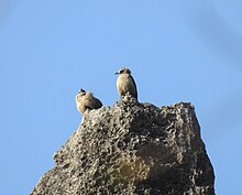 Telanjang berwajah Bulbul1(Nok hualon).jpg