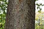 Thumbnail for File:Bark of American sycamore.jpg