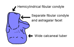 The left calcaneum (heel bone) of Batrachotomus, showing several of the calcaneal features Nesbitt (2011) considered to be synapomorphic for Suchia Batrachotomus calcaneum labelled.png