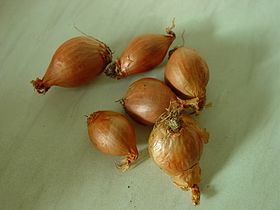 Shallot