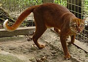 Donkerbruine kat in een kooi