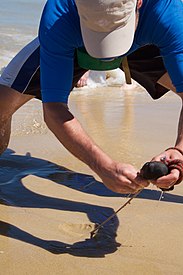 Catching beach worms, Seal Rocks, NSW, Australia