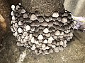 Beauty Inside Toxicity of Mushroom 02.jpg